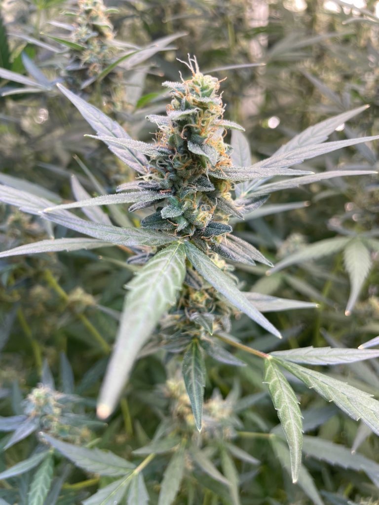 buds_spider's tweet photo. プレゼント企画🎁

1等
🍯ch内から　5本
🌿Black Berry  5g     1名様

2等
🍯ch内から　3本
🌿Black Berry 3g     2名様

3等
🍯ch内から　1本
🌿Black Berry 1g    3名様

応募方法
ch登録👇　フォロー📣　いいね👍

https://t.co/K2sBgnIxSo

8/20日当選者発表
もう一度ご協力お願い致します😓 https://t.co/I3a2tU9gMa