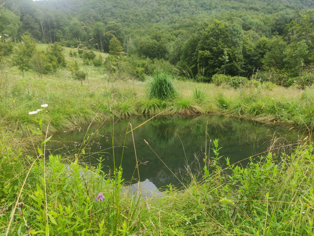 ReteItalia_EGB's tweet photo. Luckily, the recent heavy thunderstorms did not damage Plan di Tapou intervention site; on the contrary, the downpour was beneficial to the alpine wetland, menaced by suffocating vegetation, algae overgrowth and soil erosion. #BESTbeltLusevera #EGB #riegb #EU_ENV #BESTbelt #FVG https://t.co/WkA6lGkQ3y