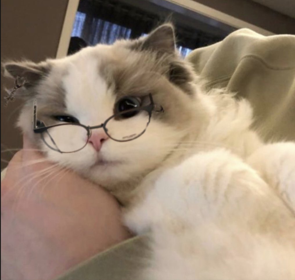 heard it’s international cat day, thanks ricky 🐱