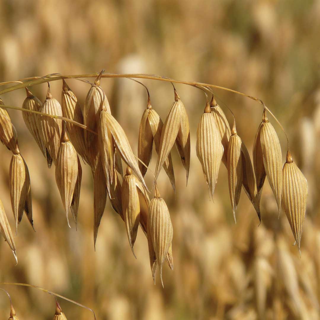 Oats are one of the most commonly-produced cereals in the UK, and are a low-cost, nutritious and surprisingly versatile food 🌱info@senova.uk.com #senova #seed #sales #farming #agriculture #agronomy #arablefarming #oats #crops #varieties