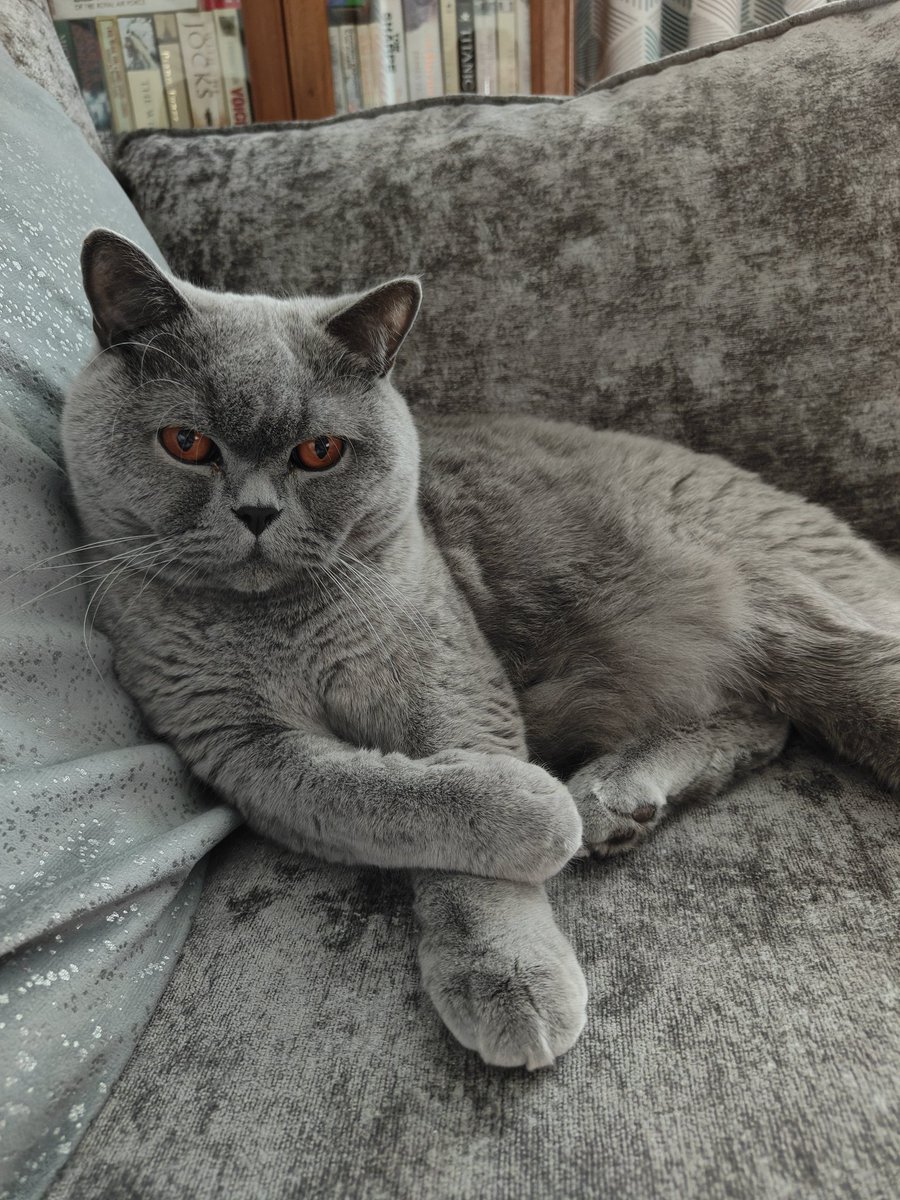 What do you mean it's #internationalcatday  Isn't every day Cat Day?! 🐈‍⬛