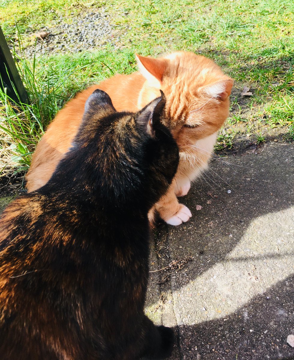 MrFluffytoes's tweet photo. Happy #InternationalCatDay to all you luffly #CatsOfTwitter ๐
A particularly happy day ๐ to all those cats (and badgers) who put such time and effort into
#Hedgewatch
#SuperSeniorCatsClub
#SpaceFurce
And every other lovely group
๐งก๐พ๐ฏ https://t.co/Lf5CT9Wwml