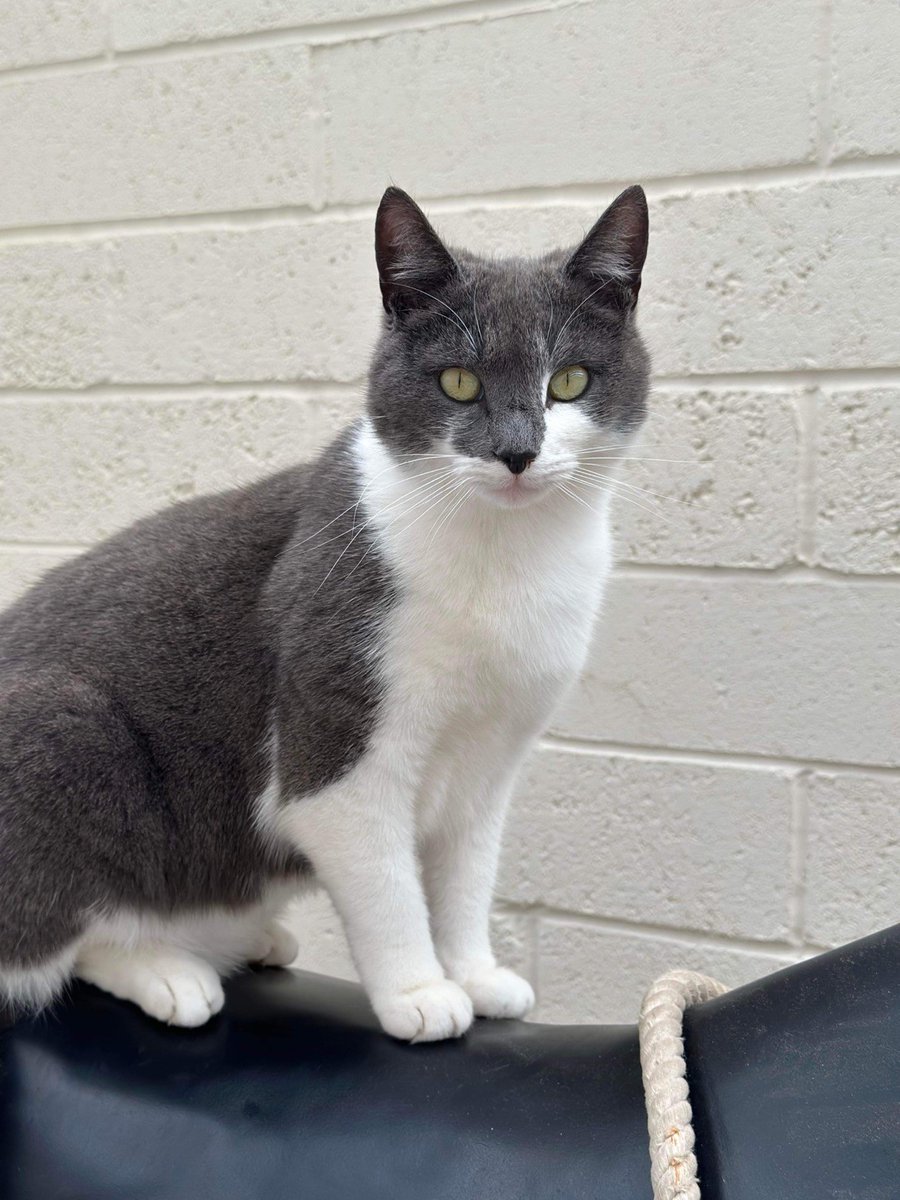 NCMME's tweet photo. It's #InternationalCatDay! π»π«Ά Meet our resident cats - Norman and Norris. You'll find them curled up and awaiting a good bit of fuss at our Pony Discovery Centre. π«³πββ¬
Send us your #PawsomePics if you find them on site! ππΎ
#MuseumCat #MuseumPets #CatDay https://t.co/kzuDuhZgRe