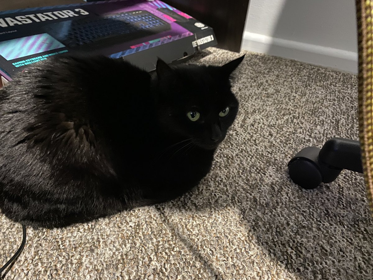 tim_trollgasm's tweet photo. Smashing out some bass for the album. Daphne the cat silently judging us while we do so #mirrorshield #folkpowermetal #folkmetal #powermetal #catsofinstagram #aussiemetal #newmusic #recording https://t.co/MTX5Kb7ki4