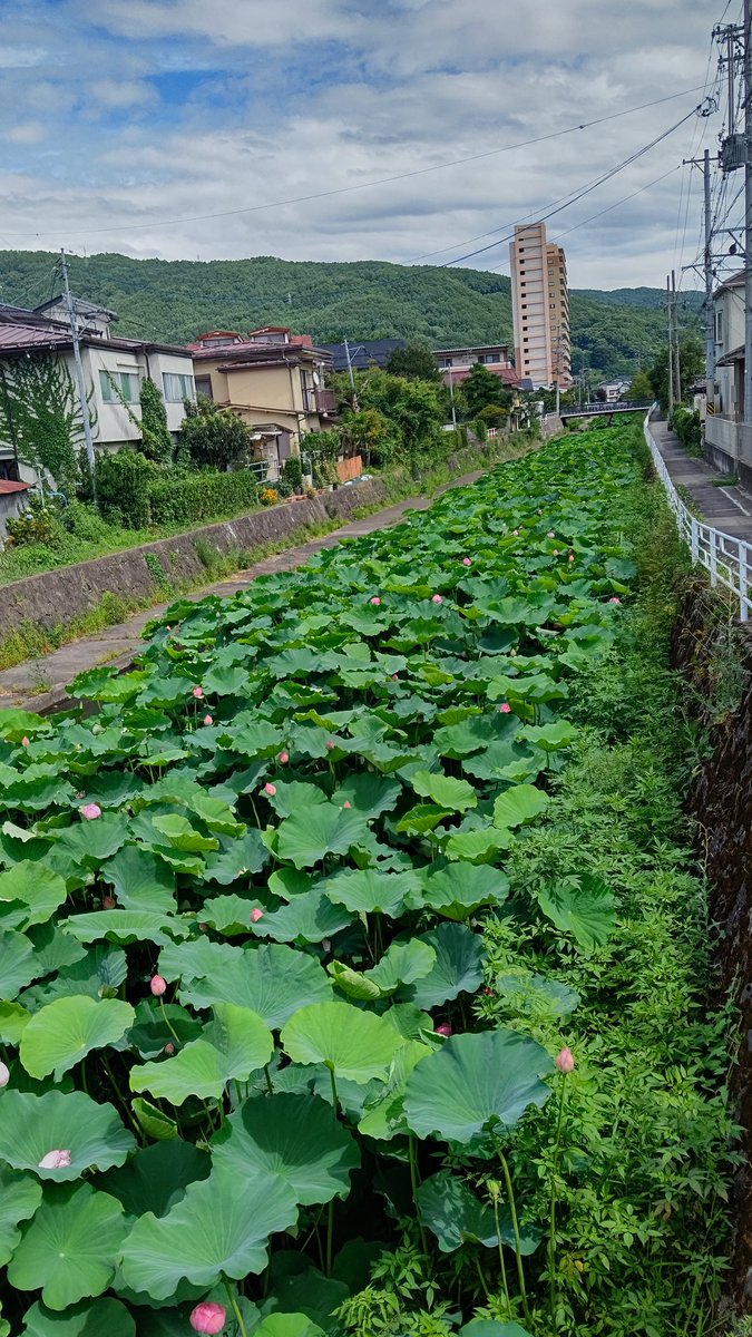 siawasekenken's tweet image. はっぱの日🍀

今日も素敵な１日になっている～

ありがたい✨ありがたい✨

#長野県
#諏訪市
#はっぱ