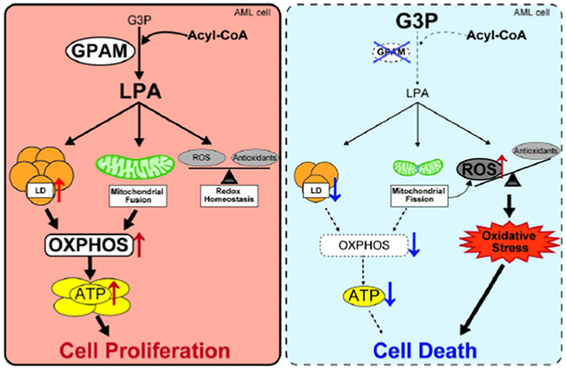 jcaopl's tweet photo. ✨Cancer Science誌  ハイライト論文紹介✨

急性骨髄性白血病(AML)細胞のミトコンドリアにおいて　 GPAM発現が亢進し、リゾホスファチジン酸が増加していることが分かった。GPAMはAMLの治療標的になりうる。

https://t.co/tTMRHr3hI7

#AML
#ミトコンドリア
#GPAM
#LPA
#治療標的 https://t.co/Xb26bsN3Qp