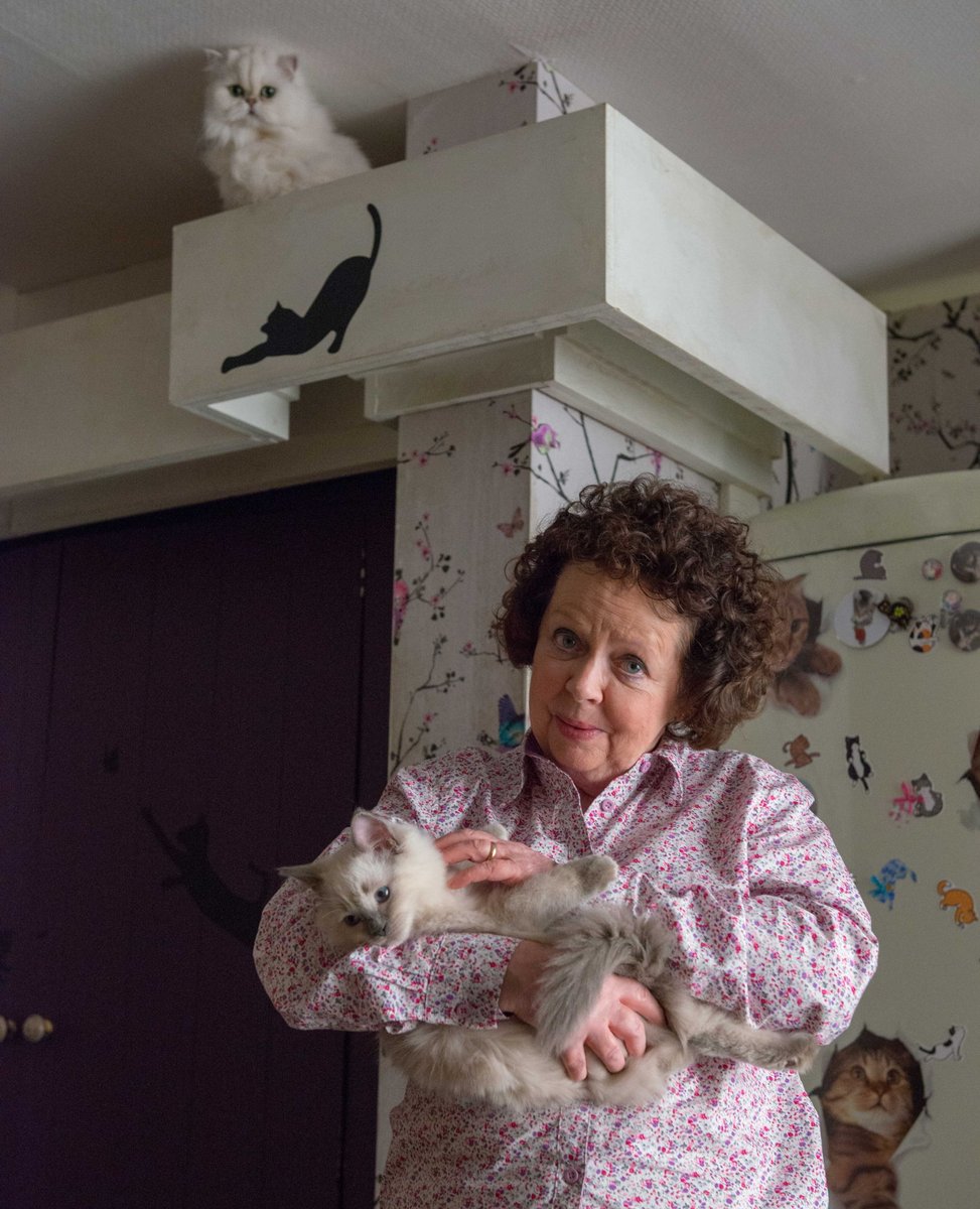 Waffle the Wonder Dog TV Show tweet media