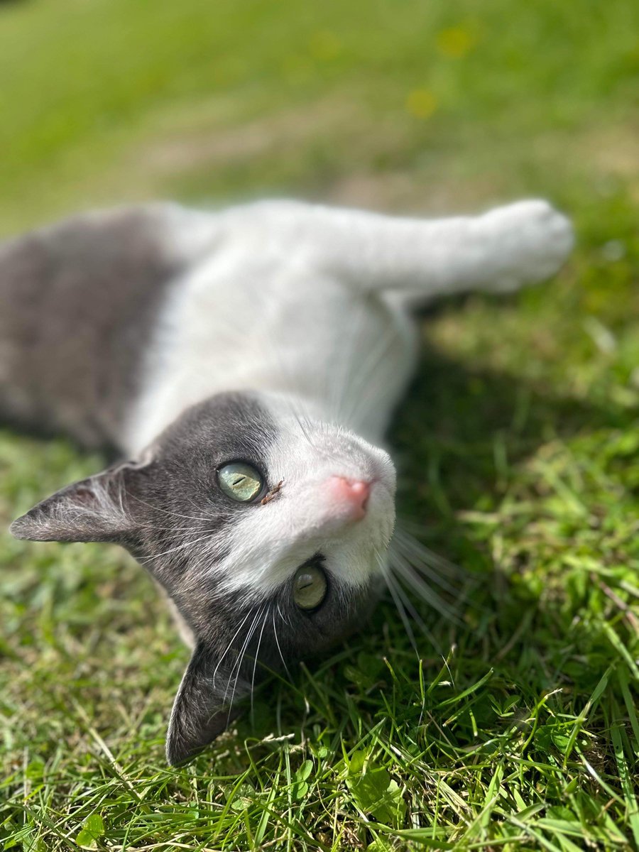 NCMME's tweet photo. It's #InternationalCatDay! π»π«Ά Meet our resident cats - Norman and Norris. You'll find them curled up and awaiting a good bit of fuss at our Pony Discovery Centre. π«³πββ¬
Send us your #PawsomePics if you find them on site! ππΎ
#MuseumCat #MuseumPets #CatDay https://t.co/kzuDuhZgRe