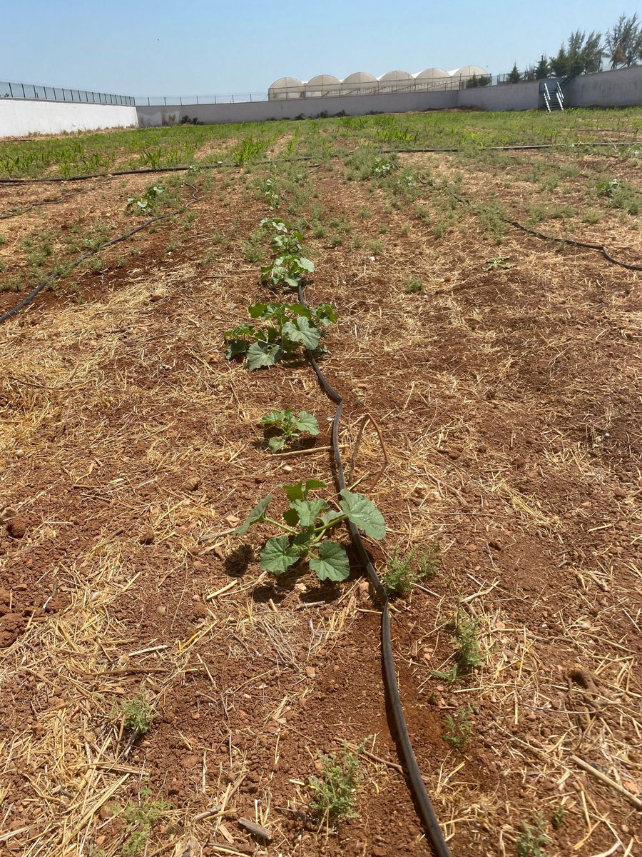 Fakültemiz staj öğrencileri Sağlık Müdürlüğü AMATEM bahçesine damlama sulama sistemi kurarak, mevsimlik kavun ve karpuz ekimi yaptılar.