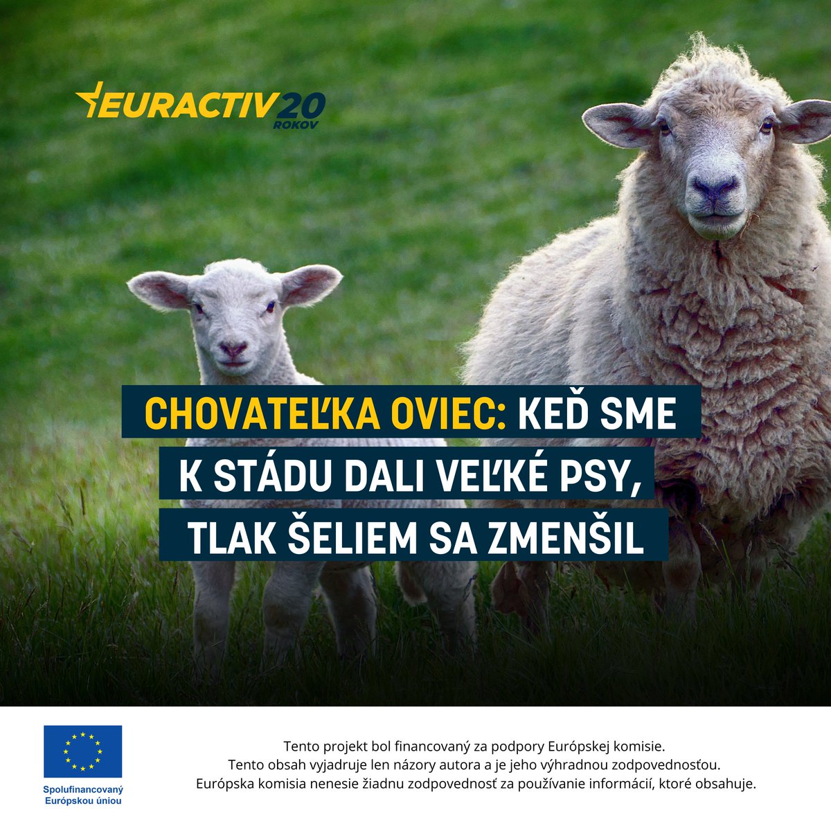 eubriefsk's tweet image. „Neviem vyhodnotiť, či je šeliem u nás veľa alebo málo, no viem, že nie sú hlúpe. Prečo by sa mali naháňať niekoľko kilometrov za srnou, keď si môžu prísť na salaš ako na švédske stoly,“ hovorí zootechnička A. MIKULÍNOVÁ

Čítajte viac: euractiv.sk/section/ekonom…

#NewCAP @EUAgri