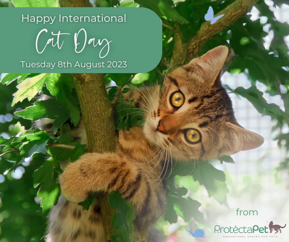 ProtectaPet's tweet photo. Today we celebrate our feline companions in all their shapes and sizes! We love meeting your pets and seeing them enjoy their secure gardens. Tell us why you love your cat/s below.
#ProtectaPet #catfencing #wildatheart #thegreatoutdoors #scentofadventure #safecat #WeThinkLikeCats https://t.co/iz0Lj43Xig