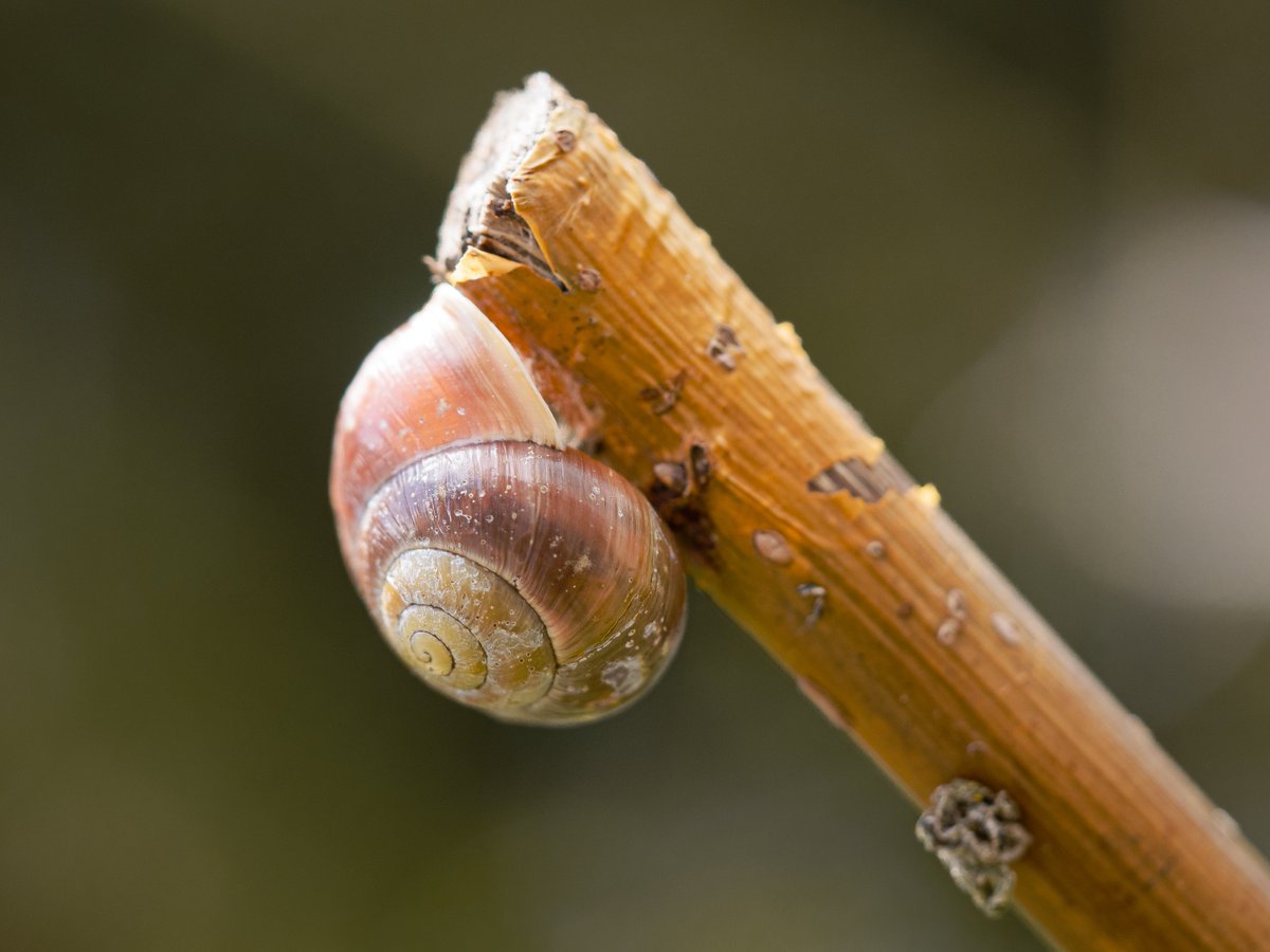 edfclee's tweet image. Snail visitor climbing on our garden raspberry canes.

 GH4, 60mm, 1/200, F.2.8, Olympus M.60 Macro 

#macro #macrophotography #gh4 #snail #garden #conch #conchology #photography