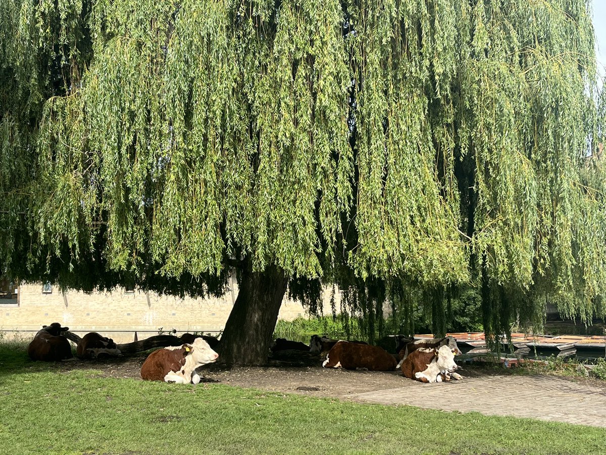 Cambridge Cows tweet media