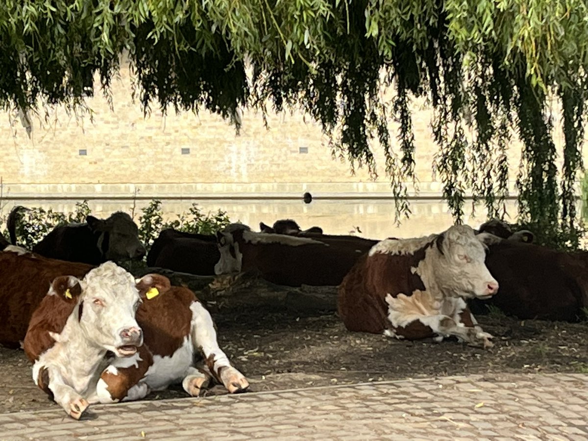Cambridge Cows tweet media