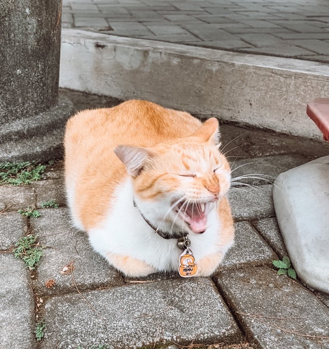 Hepi international cat day kawan Nunu 🫶🏻🫶🏻