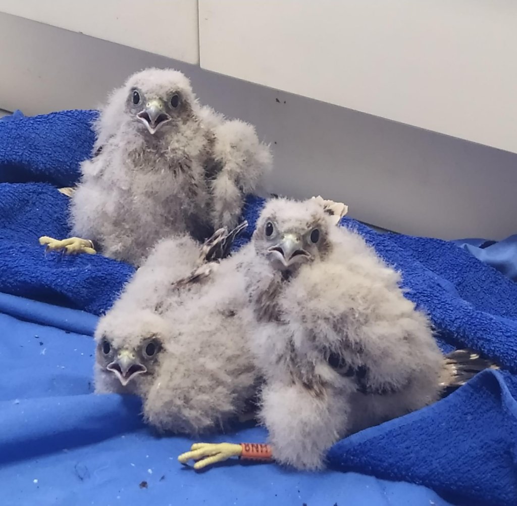 Anillamiento_SEO tweet media