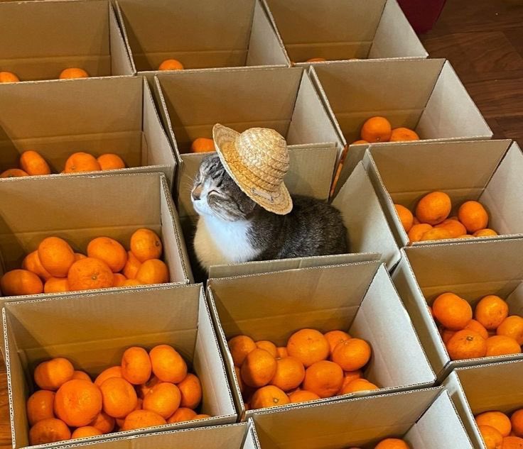 mostlycatsu's tweet image. 