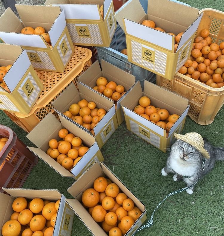 mostlycatsu's tweet image. 