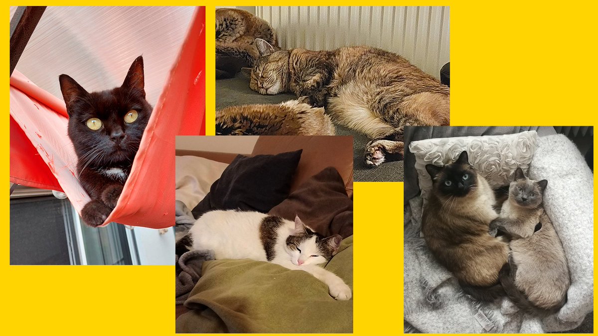 BerkeleyKomm's tweet photo. "Die Katze ist aus dem Sack!" Sprichworte rund um die #Katz gibt es viele - zu Recht. 😍
Happy #Weltkatzentag allen Katzenliebhaber.innen wünscht das #teamBerkeley. 🐈⬛🐈
Any #catlovers in the UK, dear colleagues @Berkeleycomms?
#WordCatDay #InternationalCatDay #CatsofTwitter https://t.co/uCKCEUh8G8