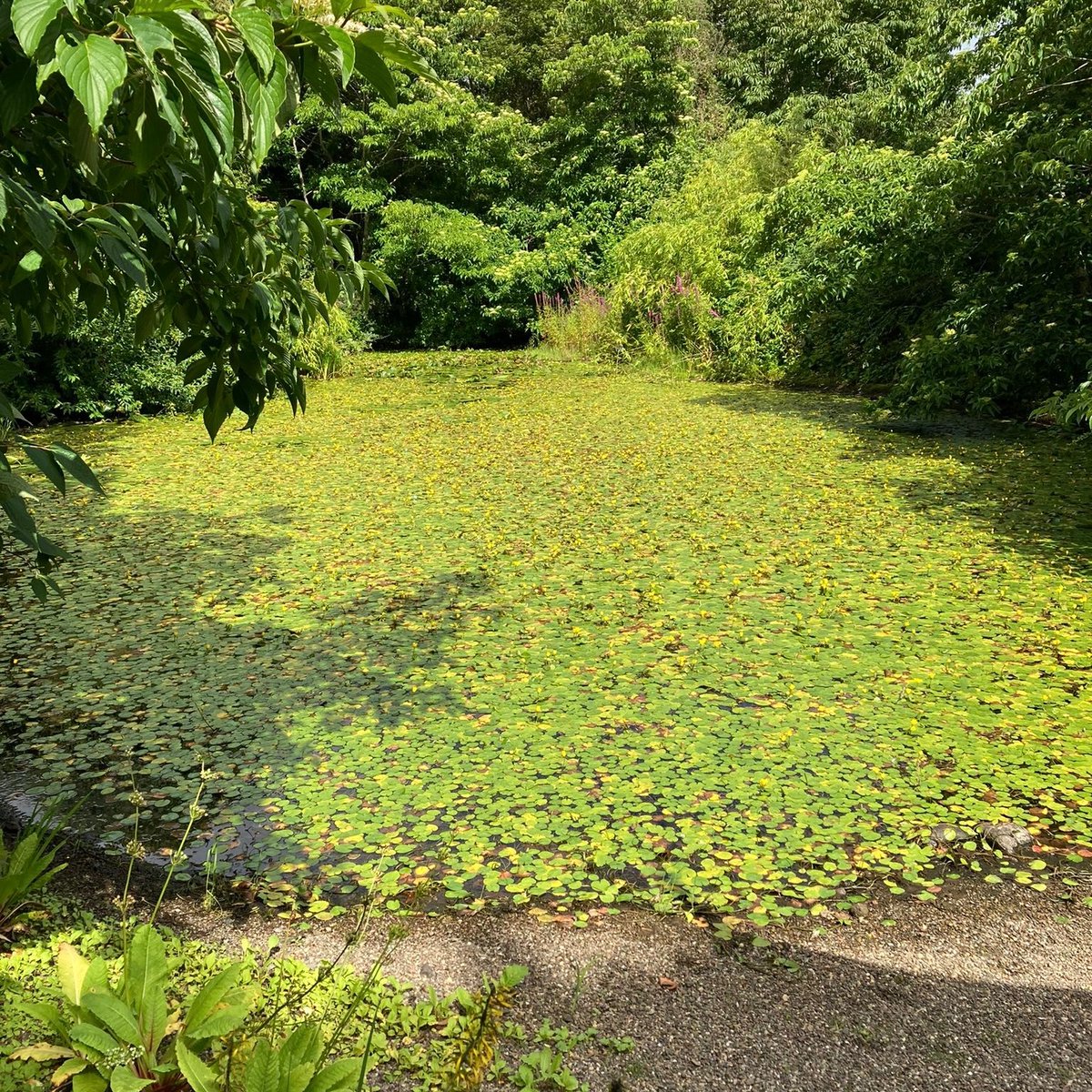 kyledevans's tweet image. Weird to think that this pond was just 50% covered in lillies yesterday
