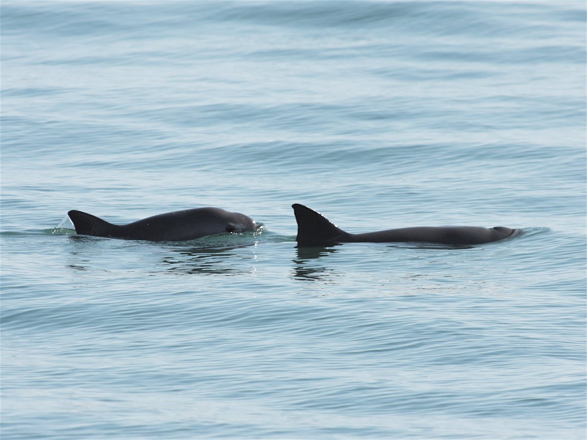 whalesorg_de's tweet photo. Wir begrüßen den #ExtinctionAlert der @iwc_int, der bestätigt, was wir schon seit langem wissen − dass der #Vaquita in großer Gefahr ist und wir in Zukunft schneller handeln müssen. 🏃‍♂️⏱️😟

Mehr dazu in unserer #News 👇
https://t.co/RkIwiYyfGR

📸Thomas A. Jefferson https://t.co/BjeRAcj3t4