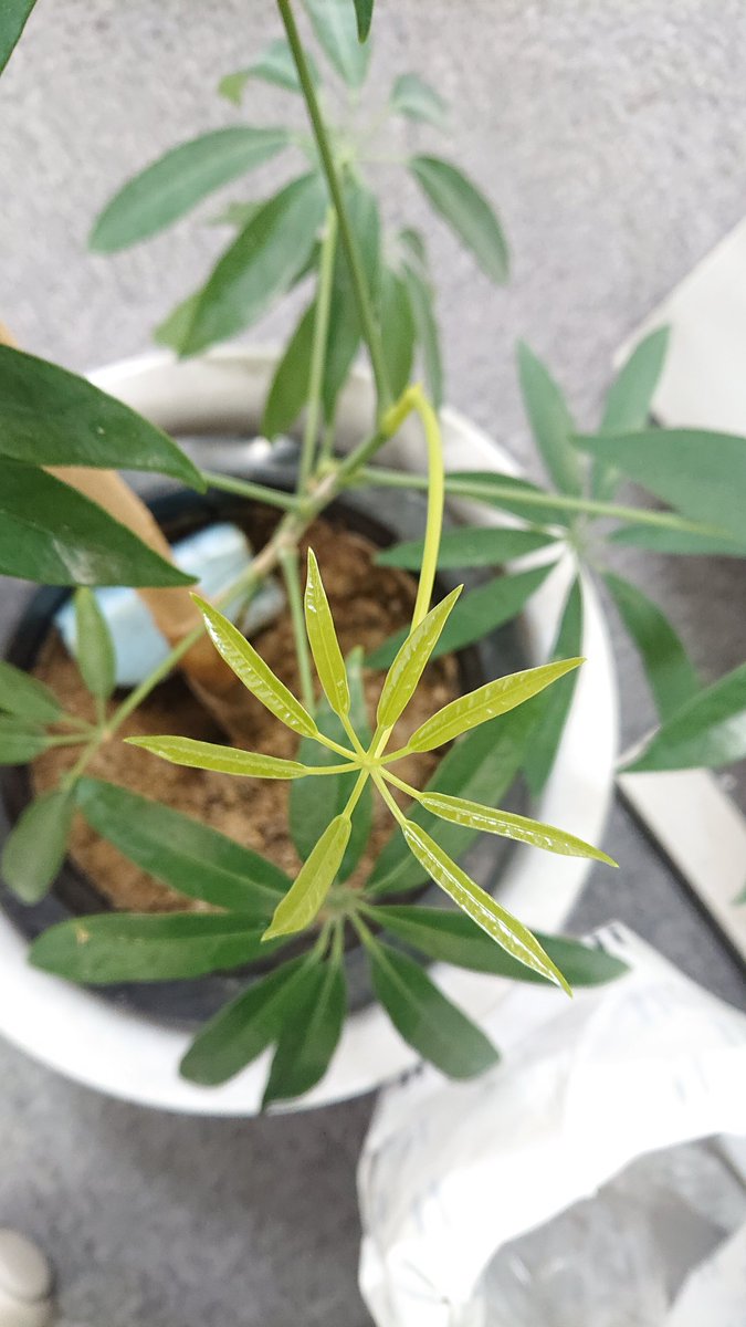 npopainet's tweet photo. 事務所にある観葉植物のシェフレラは新しい葉っぱ🌿��出ました。
植物の生命力に感銘しました。 https://t.co/qLJtRYjZyc