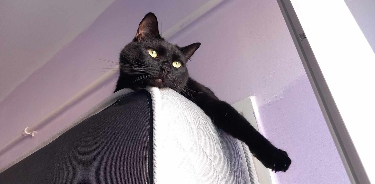 ceca_art's tweet photo. It's #InternationalCatDay 
We are a few days from Babó's 3rd (!!!) gotchaversary and Mini is living with us for a year already :")
Here are some cute pics ✨ https://t.co/NLK2rfPmHT