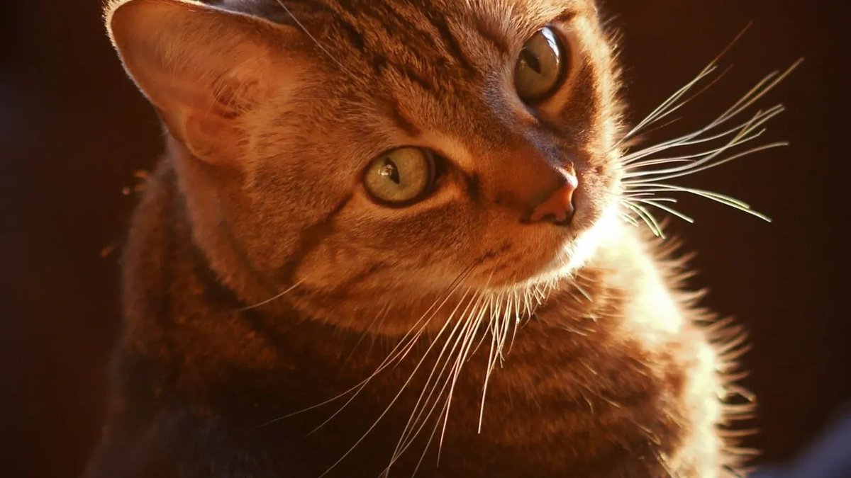 NatGeoEspana's tweet photo. Hoy, 8 de agosto, celebramos el #DíaInternacionalDelGato. El objetivo de esta fecha es crear conciencia sobre estas mascotas que, para muchos, son el principal animal de compañía del ser humano.

📸: Al Petteway and Amy White. https://t.co/VIiQmr93U6