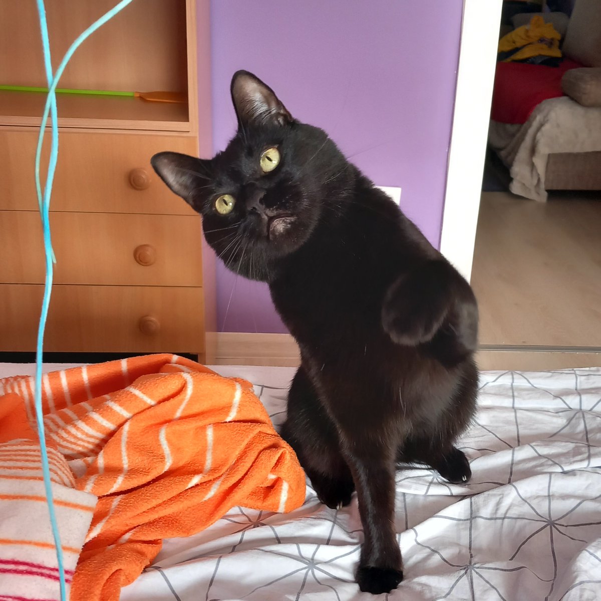 ceca_art's tweet photo. It's #InternationalCatDay 
We are a few days from Babó's 3rd (!!!) gotchaversary and Mini is living with us for a year already :")
Here are some cute pics ✨ https://t.co/NLK2rfPmHT