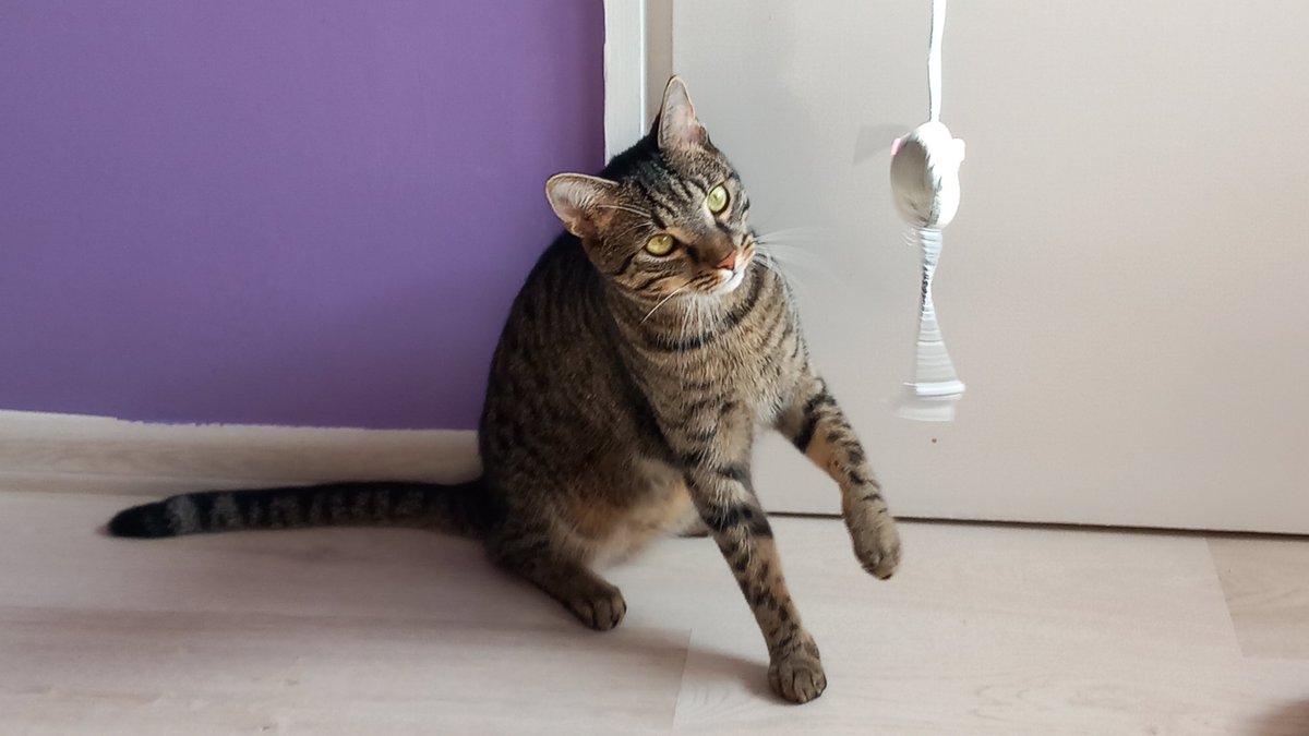 ceca_art's tweet photo. It's #InternationalCatDay 
We are a few days from Babó's 3rd (!!!) gotchaversary and Mini is living with us for a year already :")
Here are some cute pics ✨ https://t.co/NLK2rfPmHT