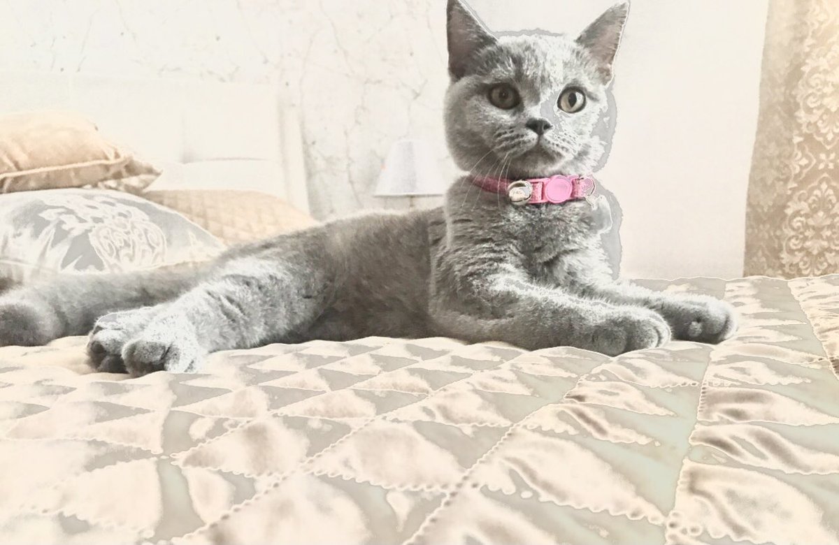 anasant41844591's tweet photo. Dia dos gatos 😻😻
Temos as mais lindas deste mundo e arredores, não merece a pena imitarem que não conseguem umas tão lindas 😘 https://t.co/lEV5bGpEgm