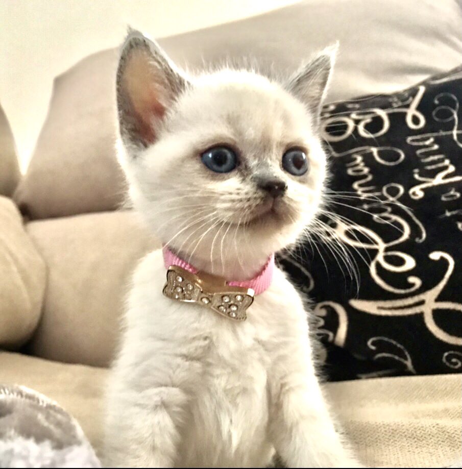 anasant41844591's tweet photo. Dia dos gatos 😻😻
Temos as mais lindas deste mundo e arredores, não merece a pena imitarem que não conseguem umas tão lindas 😘 https://t.co/lEV5bGpEgm