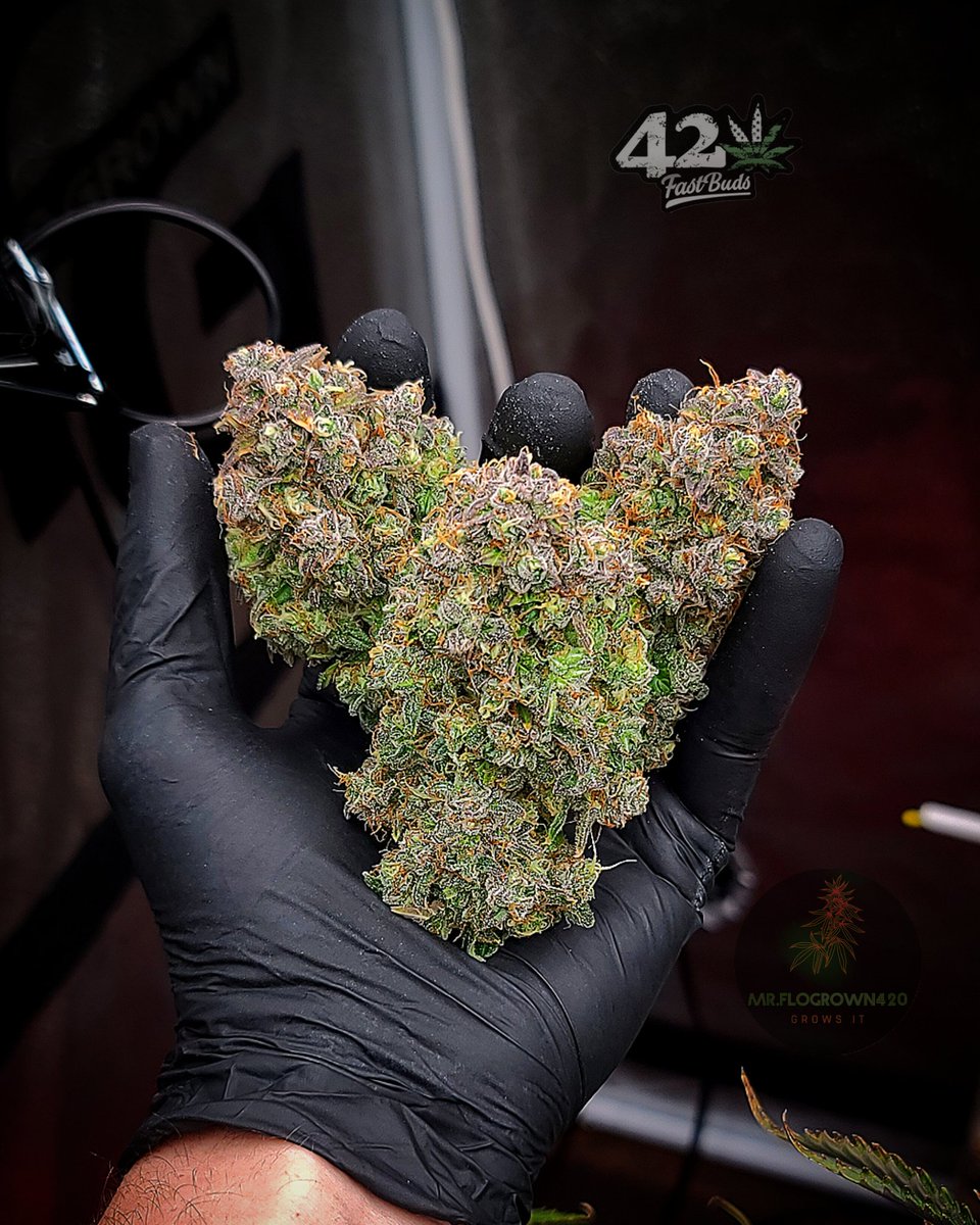 🚨Giveaway!🚨3 winners!
We are giving away 10 seeds of the award-wining <a href="/Fast_Buds/">Fast Buds</a> genetics  that are available on our official website! 👇
 2fast4buds.com
+ Hoodie
+Jar
+Socks
+Stickers

🚨Rules~
• Follow @fast_buds
• Tag 5 friends 
• Like + Retweet + hashtag