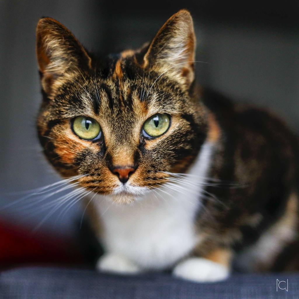Prefet14's tweet photo. Aujourd'hui, c'est la #journeeinternationaleduchat 🐈, l'occasion de vous rappeler qu'un #animal de compagnie n’est ni un consommable, ni un jouet.
😺 Adopter un chat, c'est pour toute sa vie 🫶.
🚫#StopAbandon 

Merci à tous ceux qui luttent contre l'abandon et la maltraitance animale.