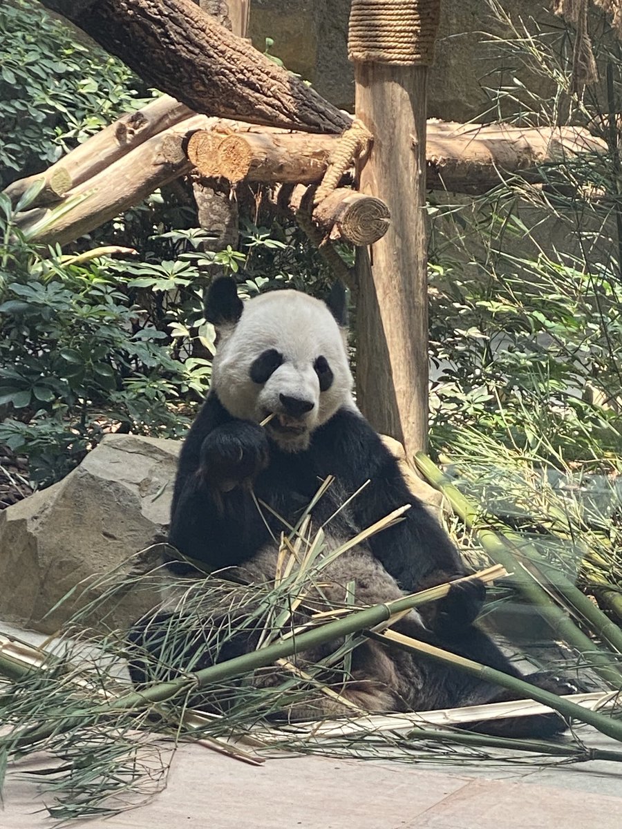 hillcarrow's tweet photo. The most-visited attraction during World University Games ⁦@Chengdu2021⁩ - the famous Panda Research Center. The only natural habitat for Giant Pandas in the world is the region around Chengdu. Everyone’s favorites at the Center are the baby Giant Pandas. ⁦@WUG2029⁩ https://t.co/c0RbdzI0Jf