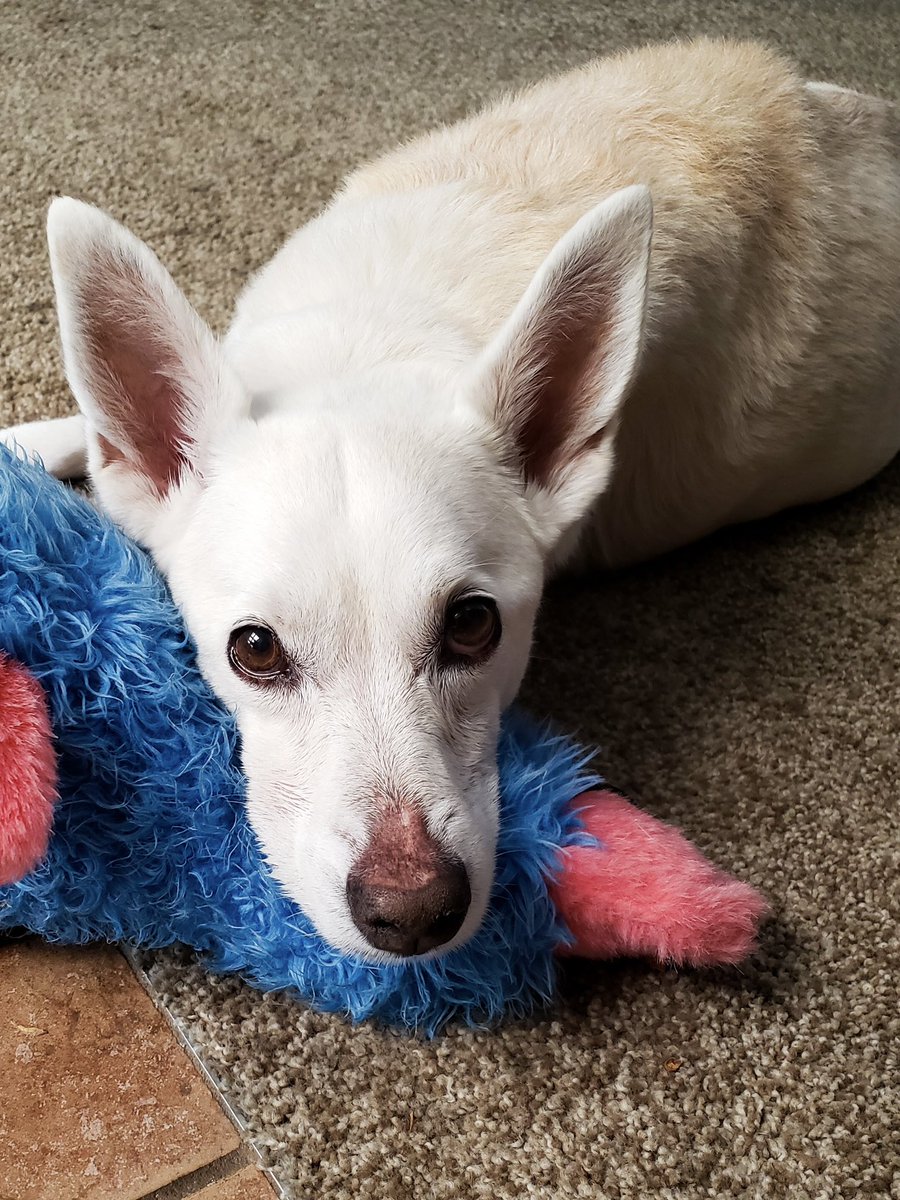 AmyGarbrecht's tweet photo. @Phil_Sledge My sweet Ellie Rose. https://t.co/MiGxHifFZd