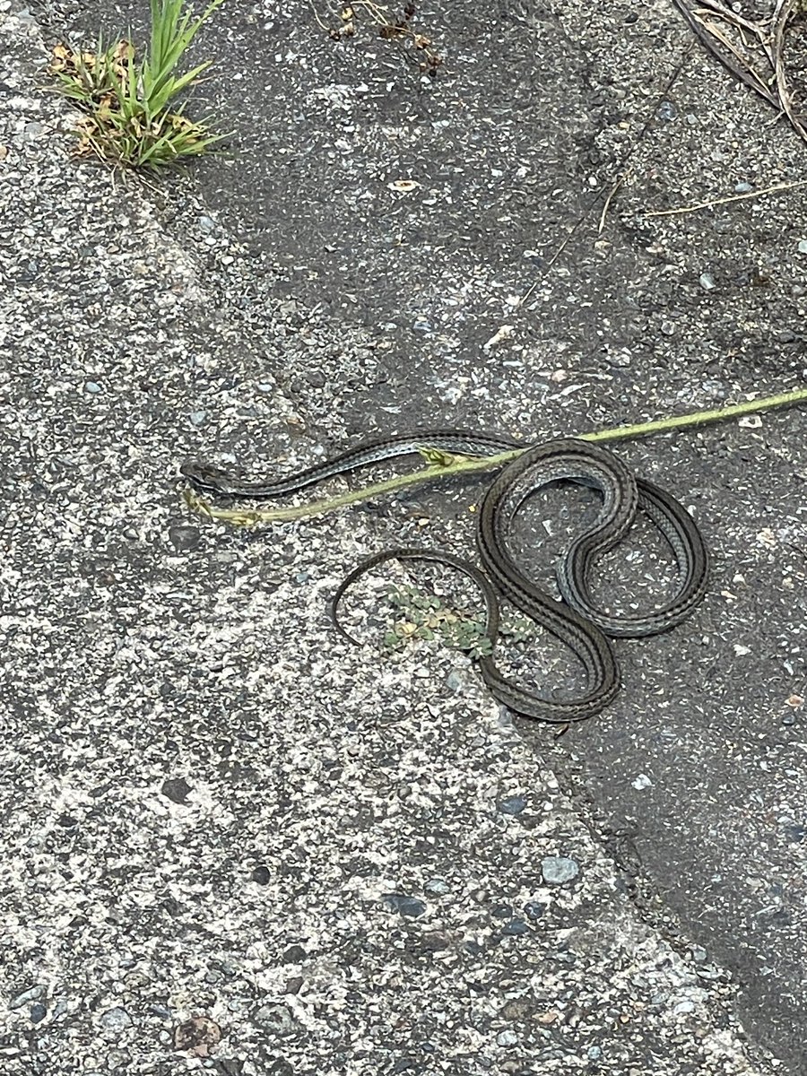 gcm (real) tweet media