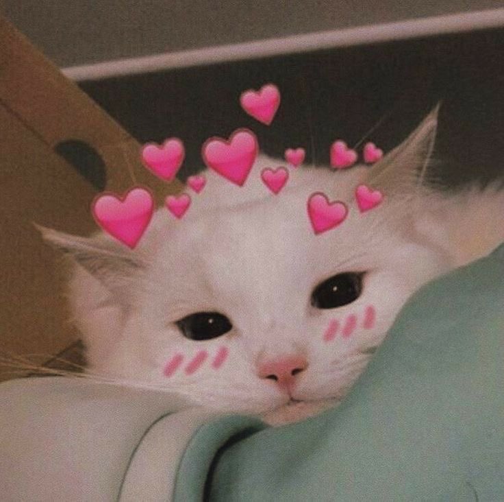 Azar_NVMA's tweet photo. (มาเ��็นอีกรอบก็ยัง 😫💝💘💖💗💓💞💕 น่ารักมากอยากอมรูป 🧎‍♂️🧎‍♂️) https://t.co/kCRJ9O9ql8
