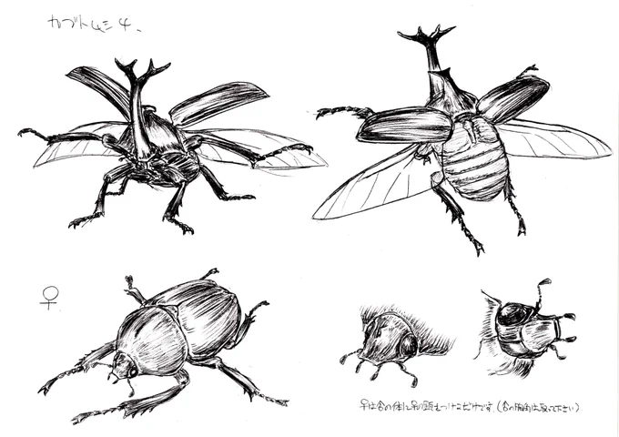 巨蟲シリーズでは甲虫類が巨大化したことで飛翔できない設定となっております。
ですので、資料のように作中で飛ぶことはありませんでした(^^;

一部例外として、小型のドウガネブイブイ・毒液を出して軽くなった飛翔能力が高いテントウムシが大空を飛んでおります @藤見

#大巨蟲列島 #巨蟲山脈 