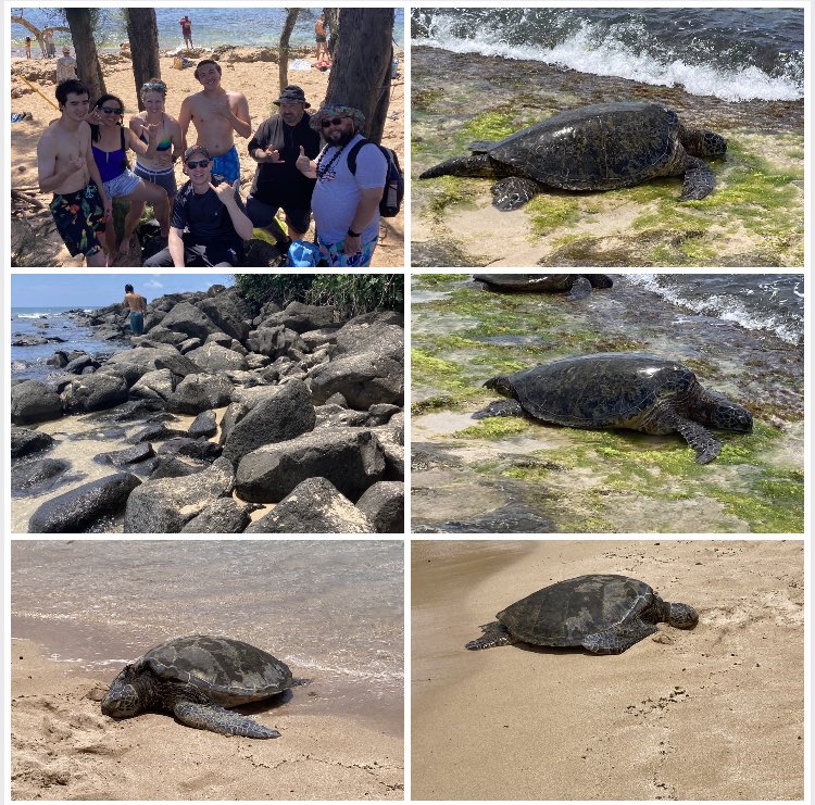 GuineaPigFund's tweet photo. White Skirt Tiki Tribe went to Laniakea Beach today. Chilling on the beach with the turtles. #coinhuntworld , #TikiChief, #VolcanoQuest https://t.co/fOiIINEDUw