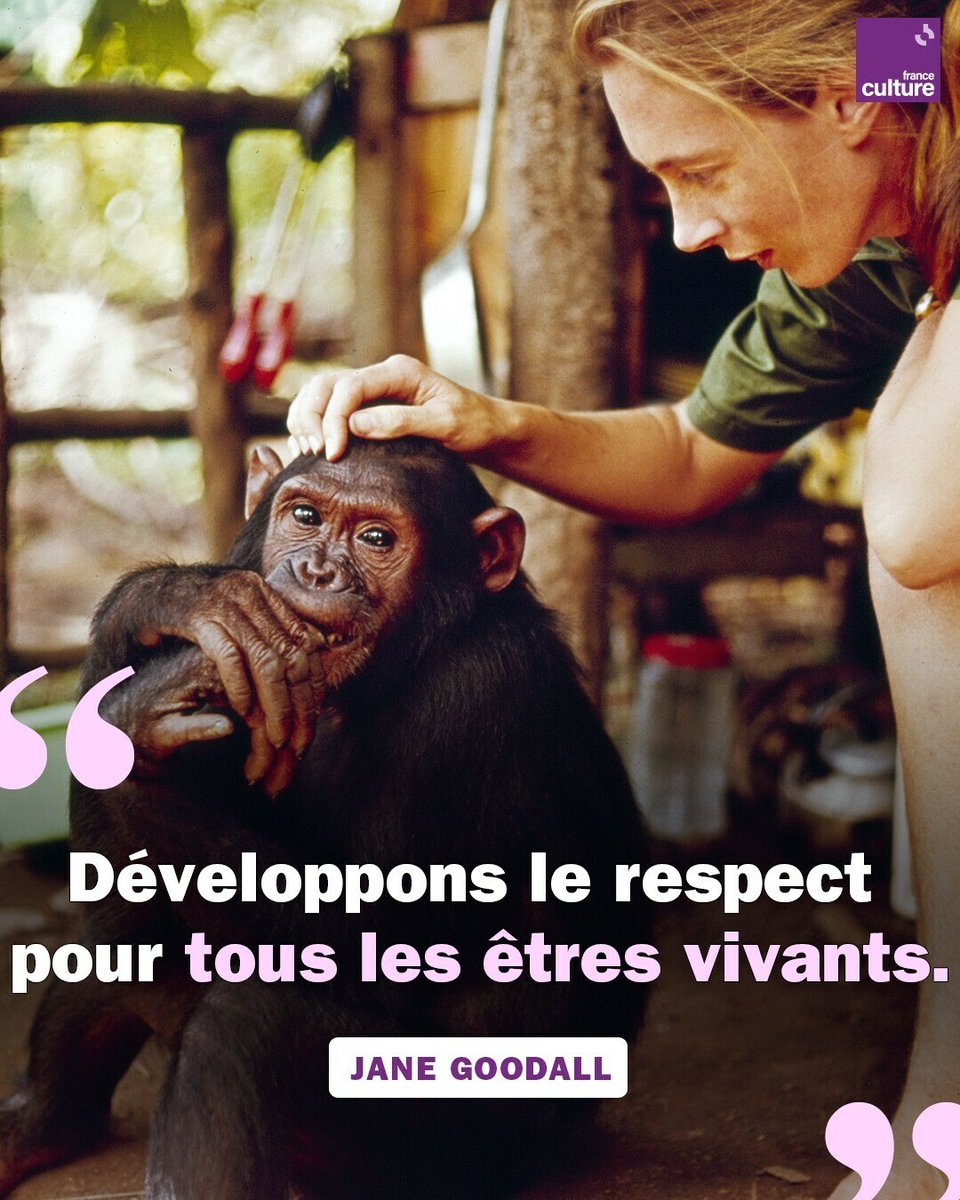 Les travaux de la primatologue Jane Goodall ont bouleversé les sciences de la nature et ont eu un mérite immense : faire descendre l’humain de son piédestal.
➡️ l.franceculture.fr/hHK