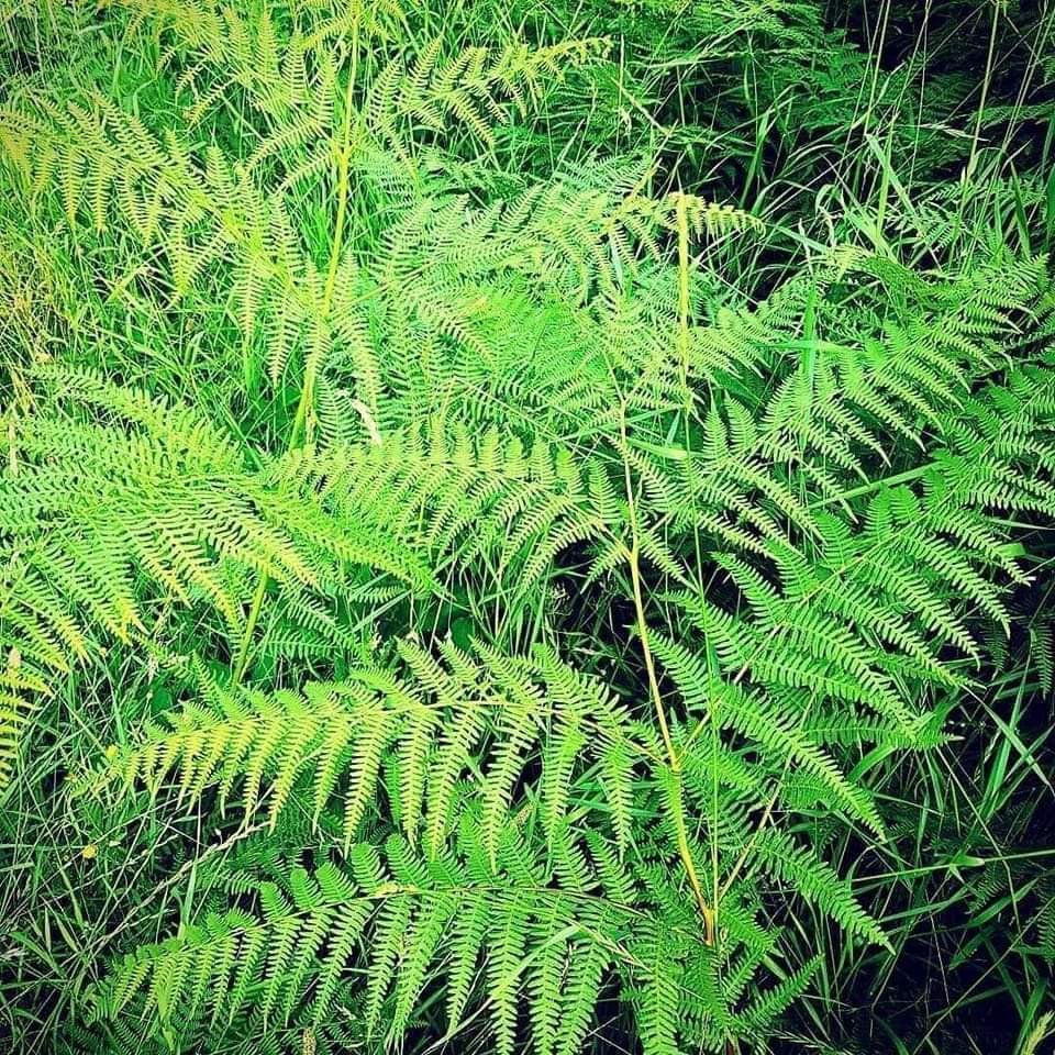ArrighiGeraldi1's tweet photo. Aostu sente a filetta
Calpighjata à merendella
A notte s'empie di stelle
Di dulcezza benedetta
In core di le zitelle
Ci hè un fiore chì l'aspetta.
#filetta #odorediinostrimesi
#cantaupopulucorsu https://t.co/GDayGlduJ9