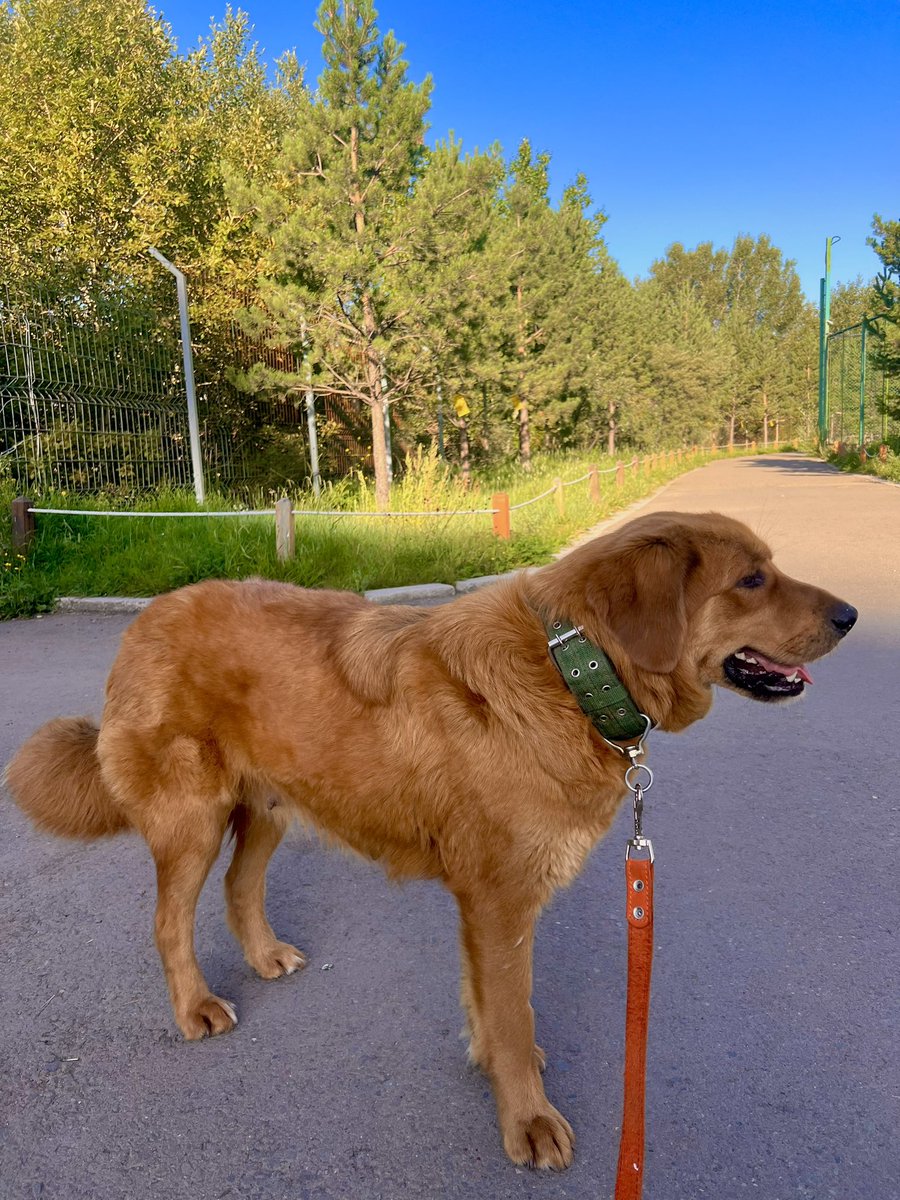 Өчигдрийн олсон нохойгоо эмнэлэгт үзүүлсэн,өчигдрөөс эхлээд химийн эмчилгээнд орсон.Хээлтэй байхад нь хавдартай нохойгоо гаргаад хаясан эзэн үнэхээр муухай 

PT-ын үер олсон гээд 1 залуу холбогдсон.Одоо хэнд ч итгэж өгөхгүй гэж шийдчихлээ.Эмчилгээгээ дахиад хэдэн сар хийлгэнэ 😇