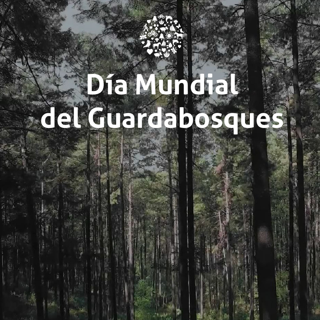 Gracias a todas las personas que dedican su vida a proteger, conservar y preservar la flora y fauna de los bosques.
#diainternacionaldelguardabosques #salvemosnuestracuenca #bosques