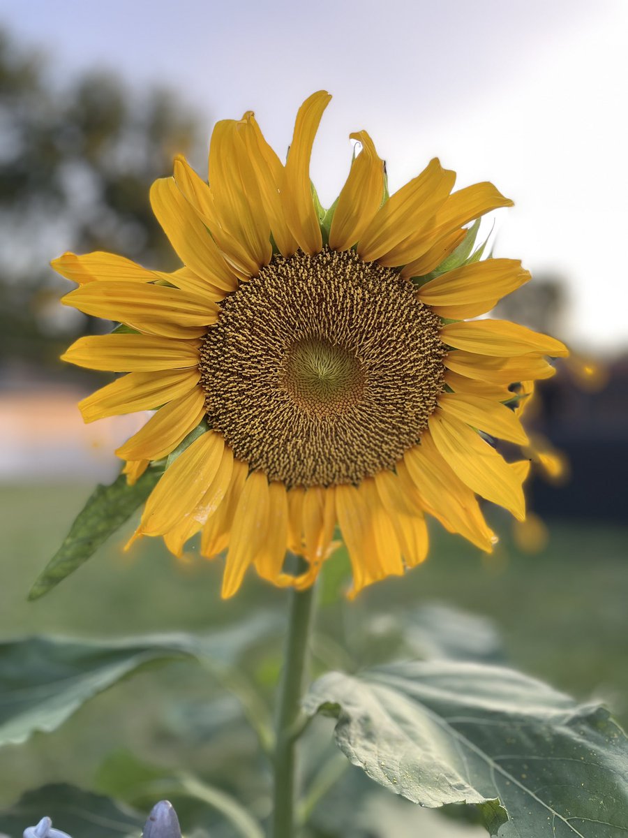 MrsMinarich's tweet photo. A vendor handed out #bee garden seeds and look what I I/God grew!!! Thanks to the vendor at #IDEAcon for the lovely seed packet! @ideaillinois #SaveTheBees https://t.co/bVAnmIDCIh