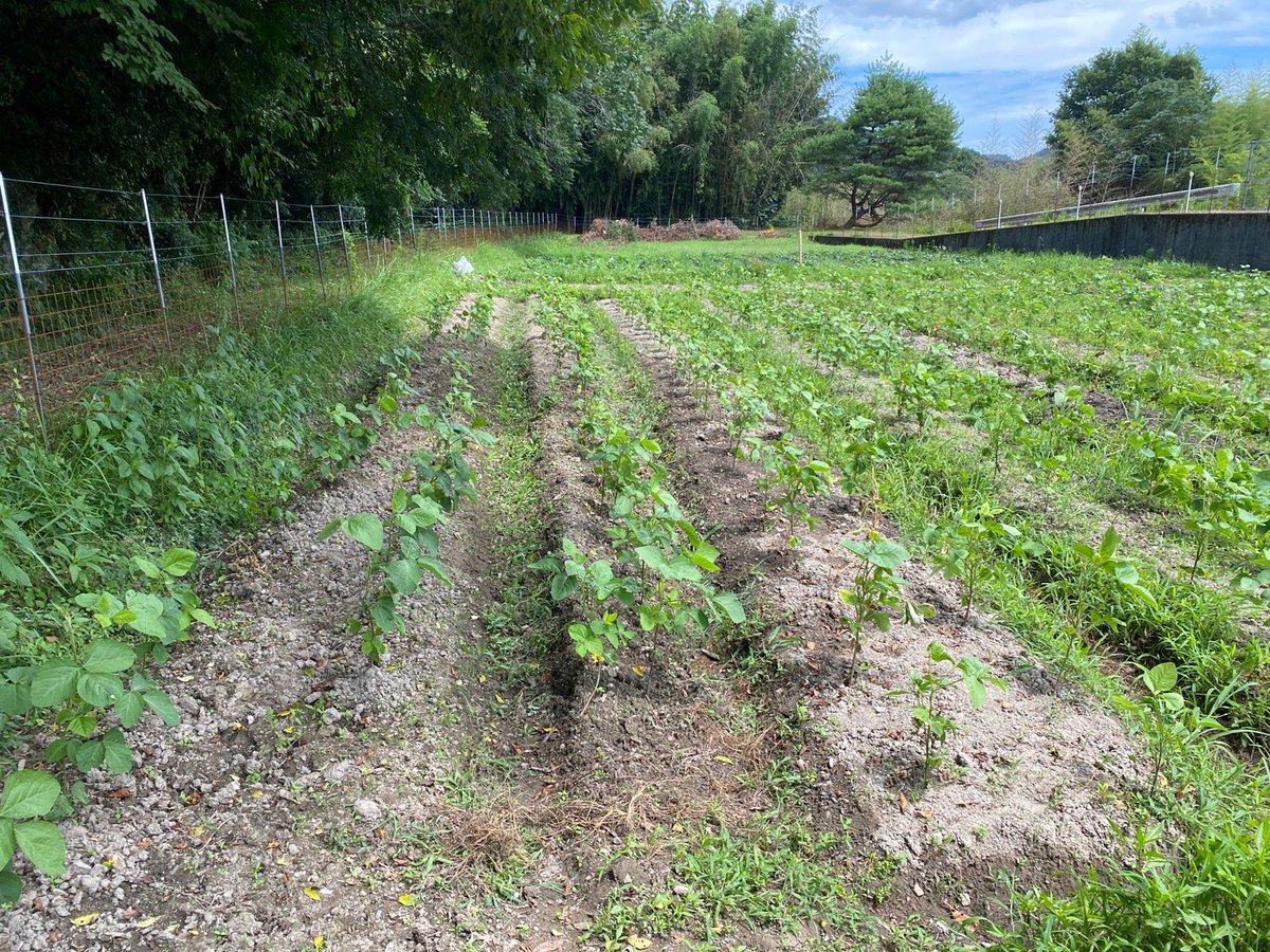 coco_sasayama's tweet image. 黒豆が少しずつ大きくなってきました🌱

#丹羽篠山　#黒豆　#農業