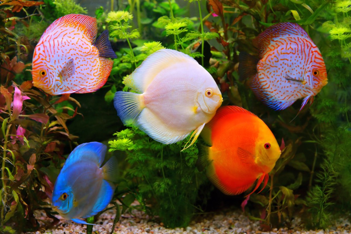 AW_SanDiego's tweet image. Wondering if CO2 changes the pH in an aquarium? Wonder no more: bit.ly/3rH9WF5

.
#aquarium #fishtank #fish #aquariumcare #marinefish #freshwaterfish #saltwaterfish #saltwatertank #saltwateraquarium #plantedtank #aquariumstore #hobby #co2 #marinelife