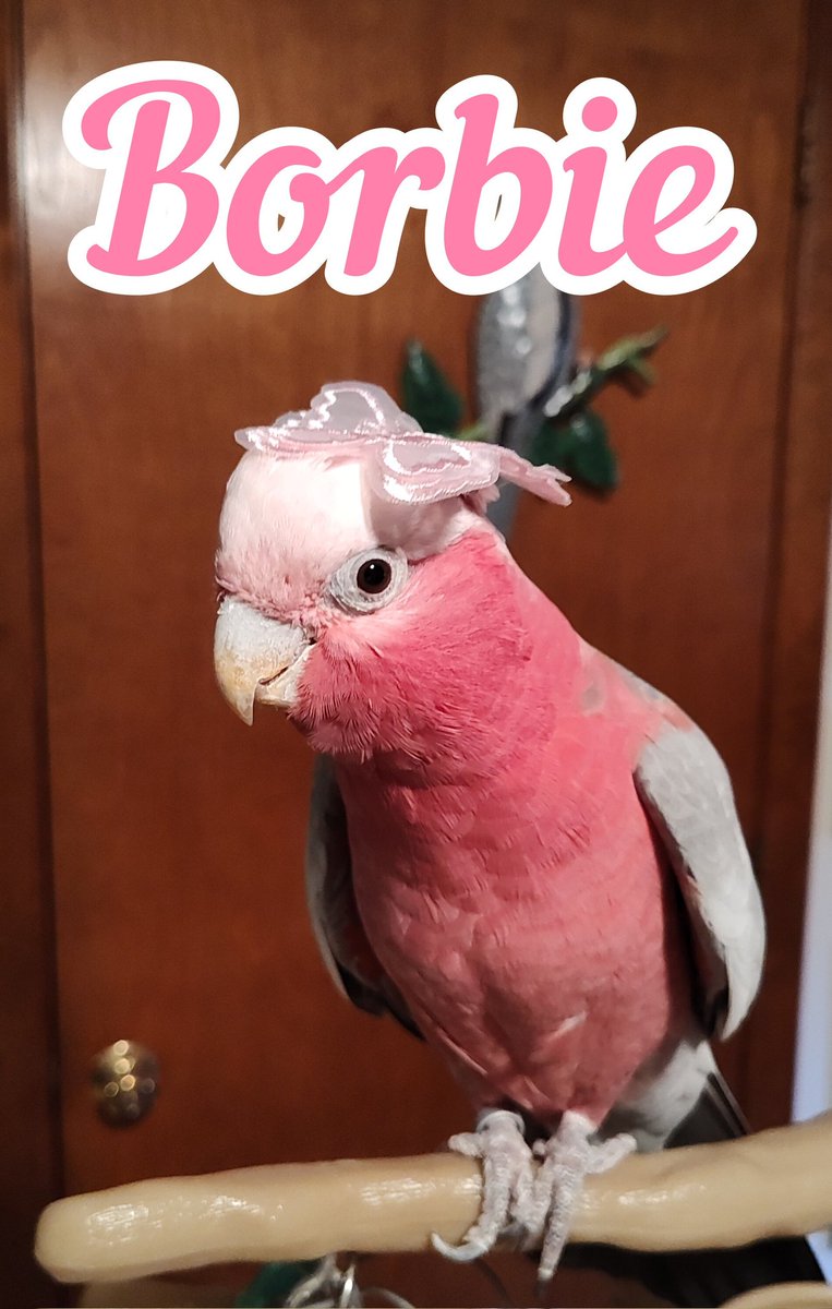 tiellover's tweet photo. Meet Borbie! (AKA Rosie 😄) https://t.co/2UbcYoIPfE
