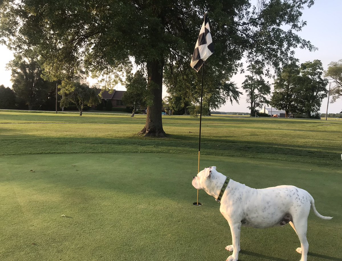 pucksHH's tweet photo. Sunsets with Max!
@DogsOfTurf @pucksHH #sunsetsonthecourse
#everyonelovesmax https://t.co/yp3UFZQYOu