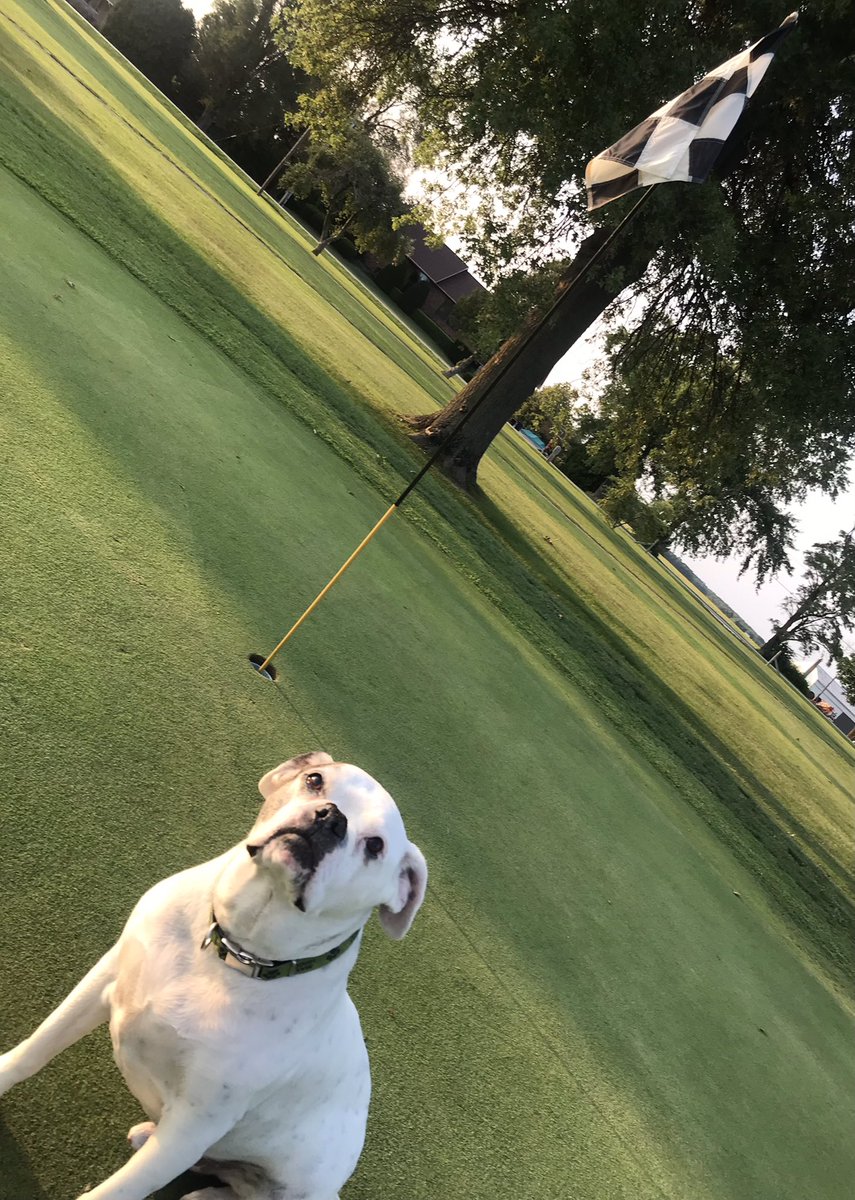 pucksHH's tweet photo. Sunsets with Max!
@DogsOfTurf @pucksHH #sunsetsonthecourse
#everyonelovesmax https://t.co/yp3UFZQYOu